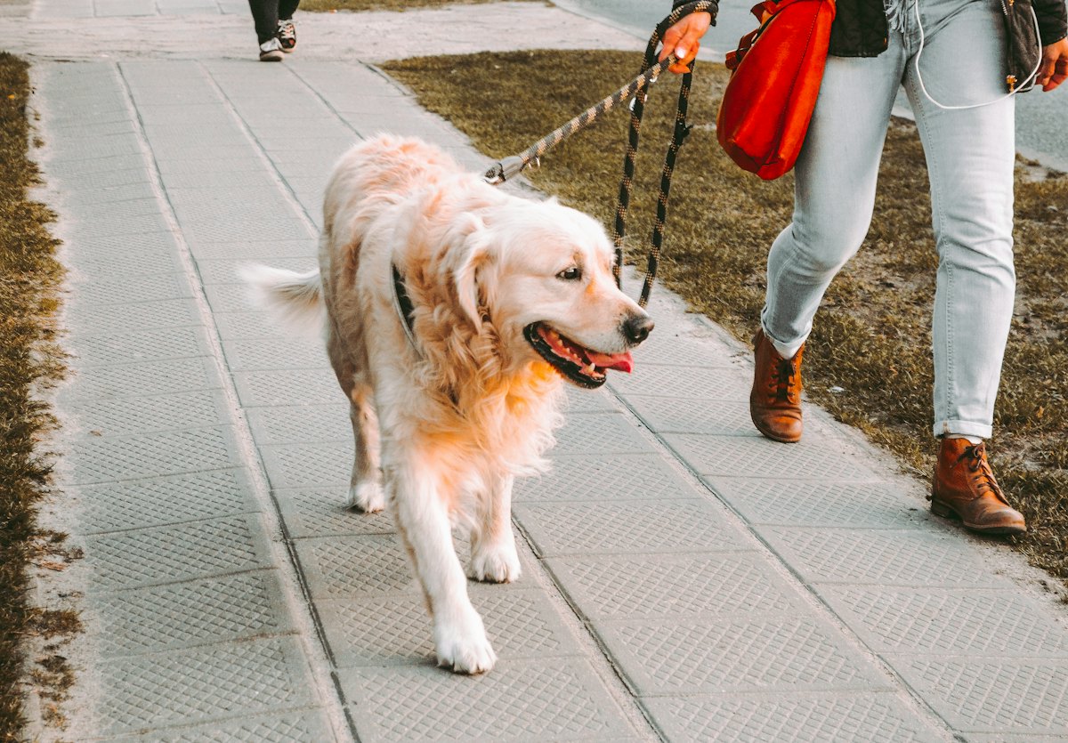 A person walking a golden retriever on a leash along a paved path.